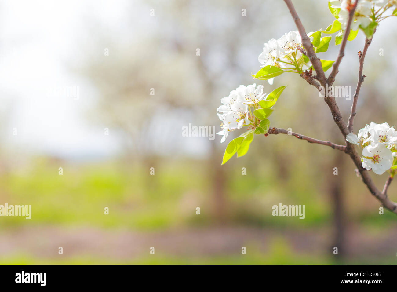Cherry blossoms over blurred nature background Stock Photo - Alamy