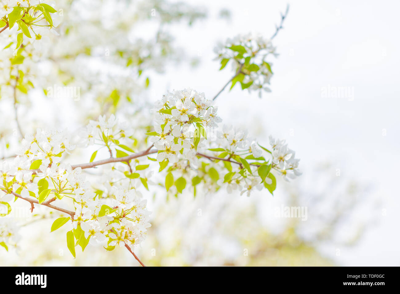 Cherry blossoms over blurred nature background Stock Photo - Alamy