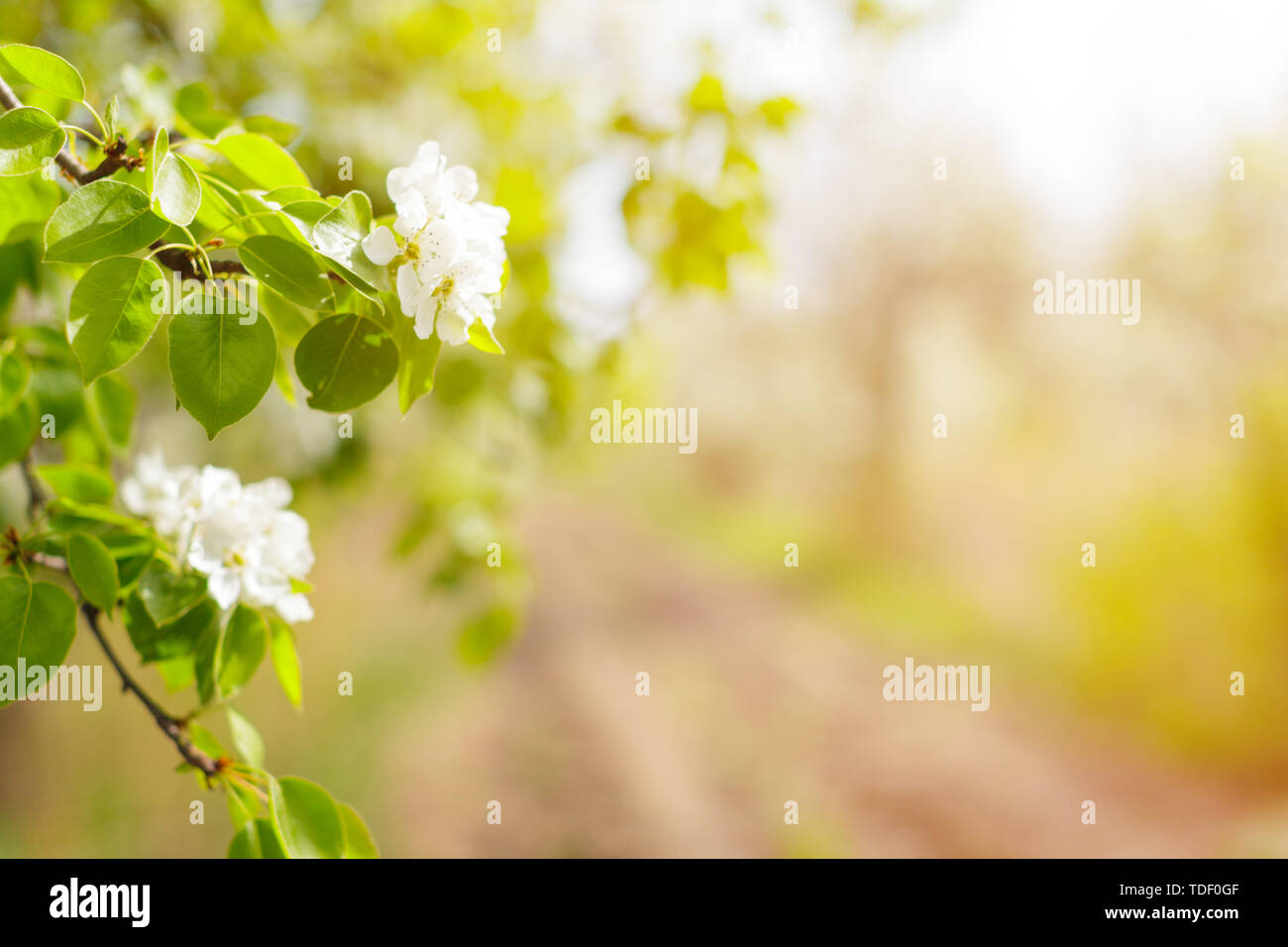 Cherry blossoms over blurred nature background Stock Photo - Alamy
