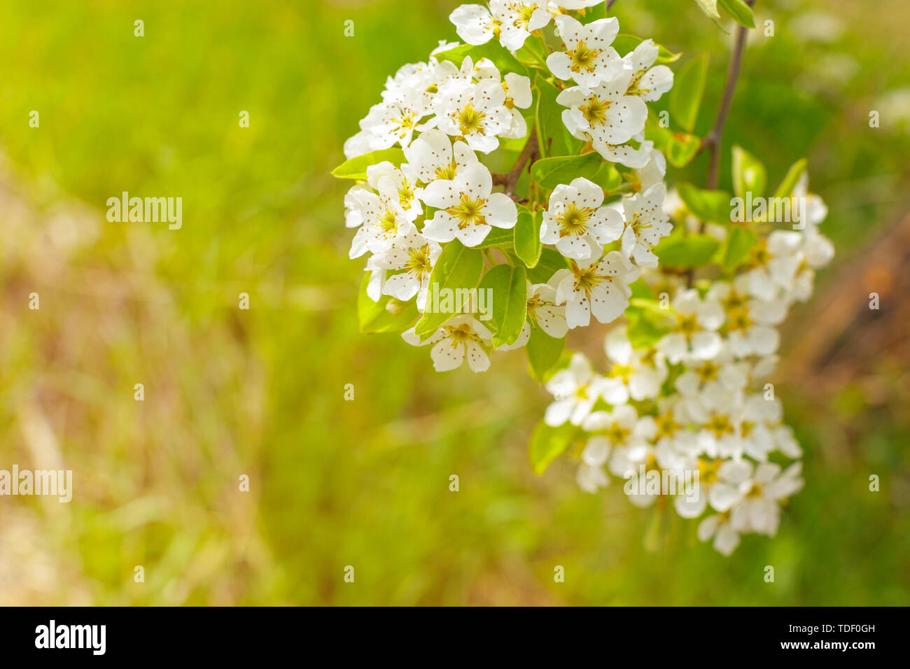 Cherry blossoms over blurred nature background Stock Photo - Alamy