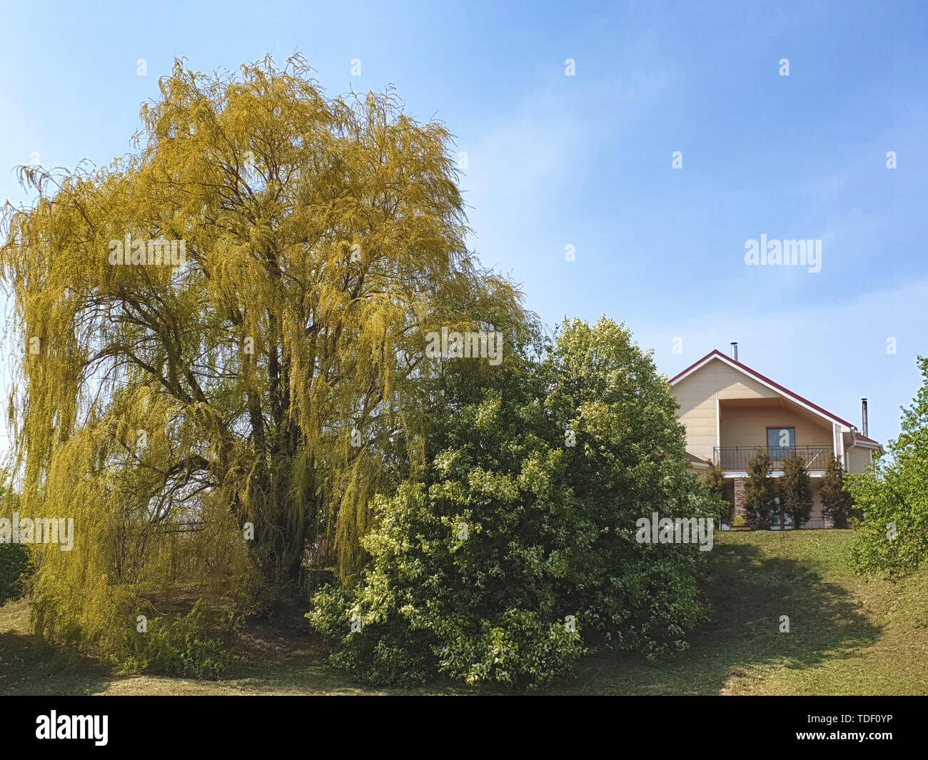 Weeping willow in the yard. Trees near house Stock Photo Alamy
