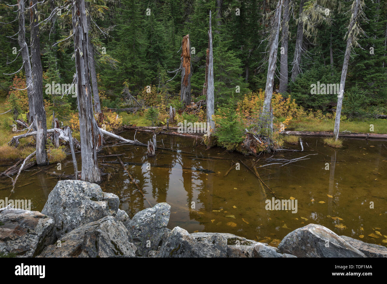 Little Pond, Mount Revelstoke Nationalpark, British Columbia, Canada Stock Photo