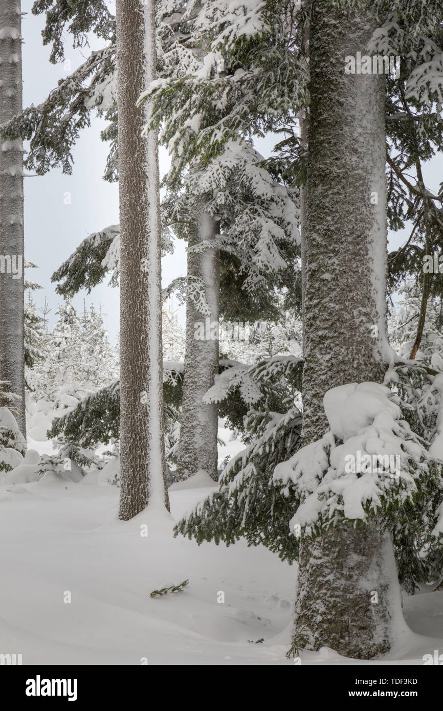 Winter Forest in Lower Austria, Waldviertel, Austria Stock Photo
