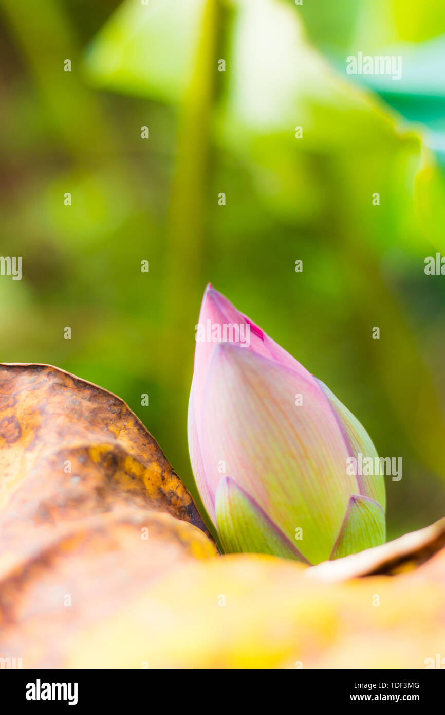 Lotus buds Stock Photo