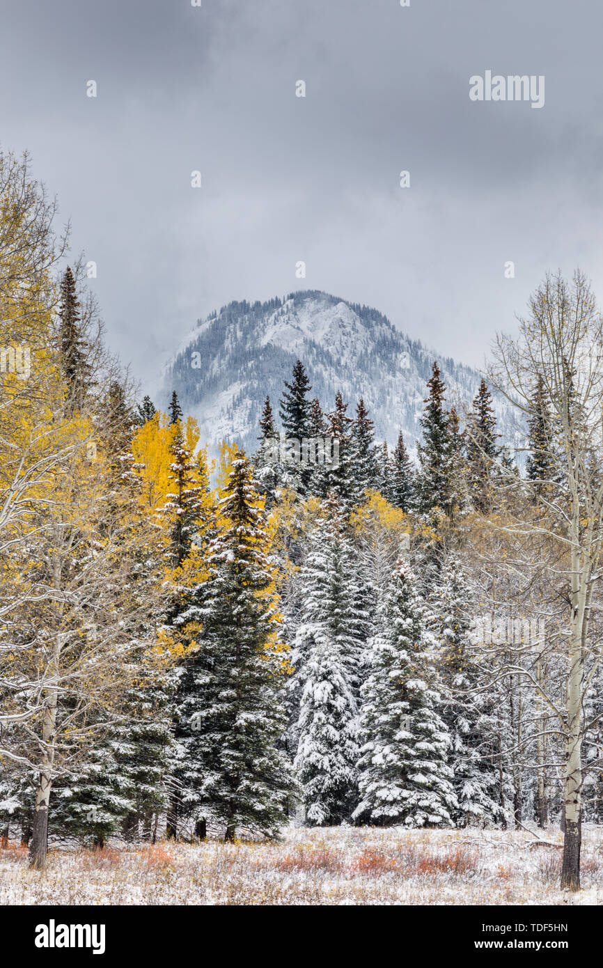 Winter begin in Banff Nationalpark, Bow Valley Parkway, Alberta, Canada Stock Photo