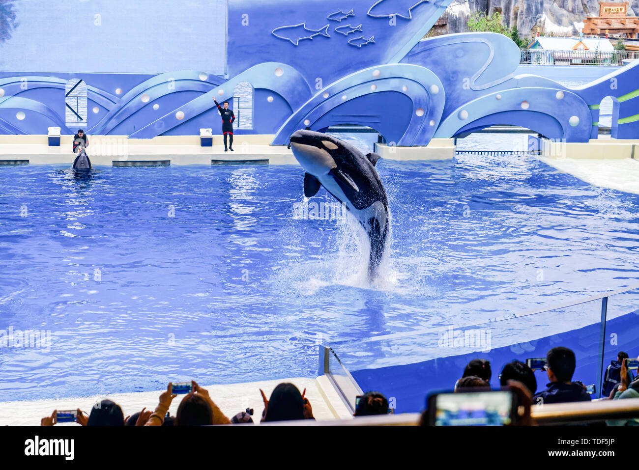 Haichang Ocean Park orca performance in Shanghai Stock Photo - Alamy