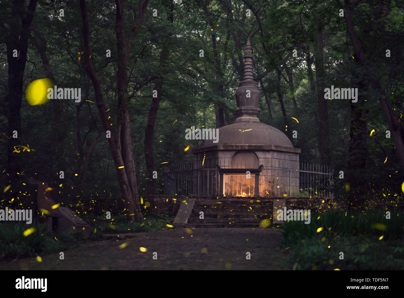 Forest fireflies Stock Photo