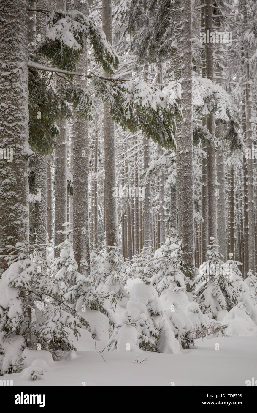 Winter Forest in Lower Austria, Waldviertel, Austria Stock Photo