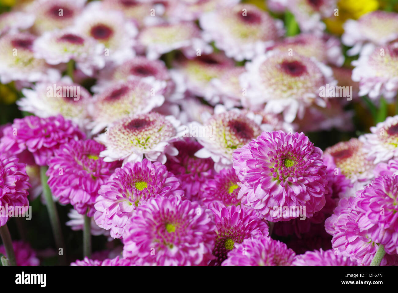 Planting chrysanthemum water hi-res stock photography and images - Alamy