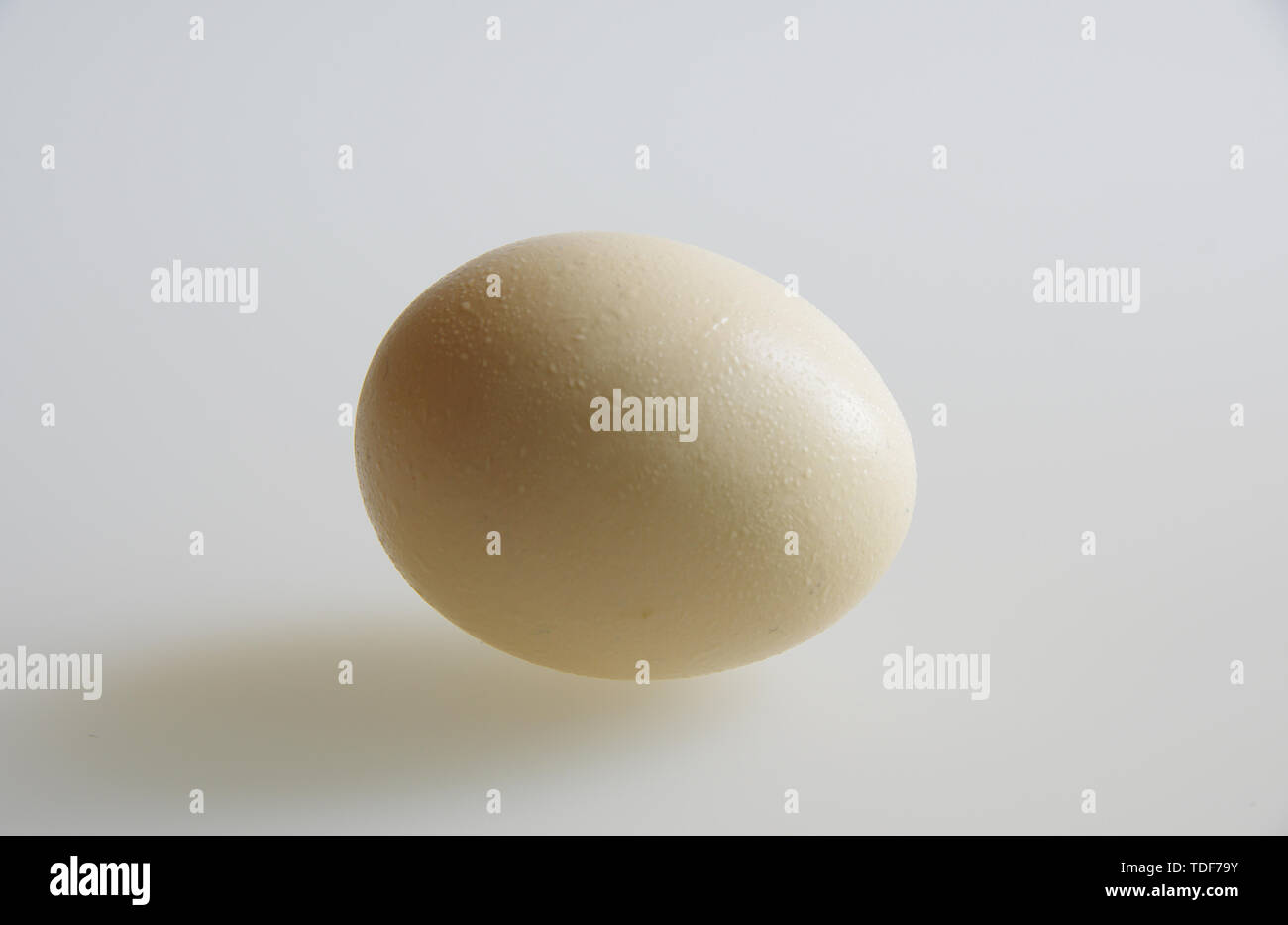 Egg. Stock Photo