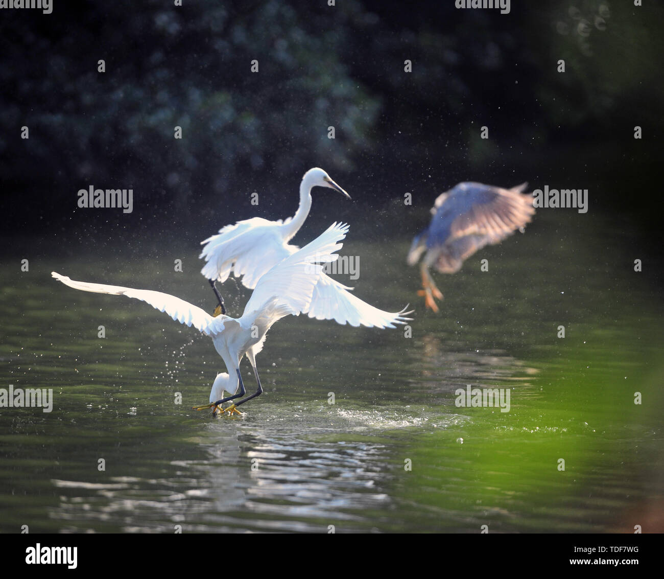 Flying bird fishing Stock Photo Alamy