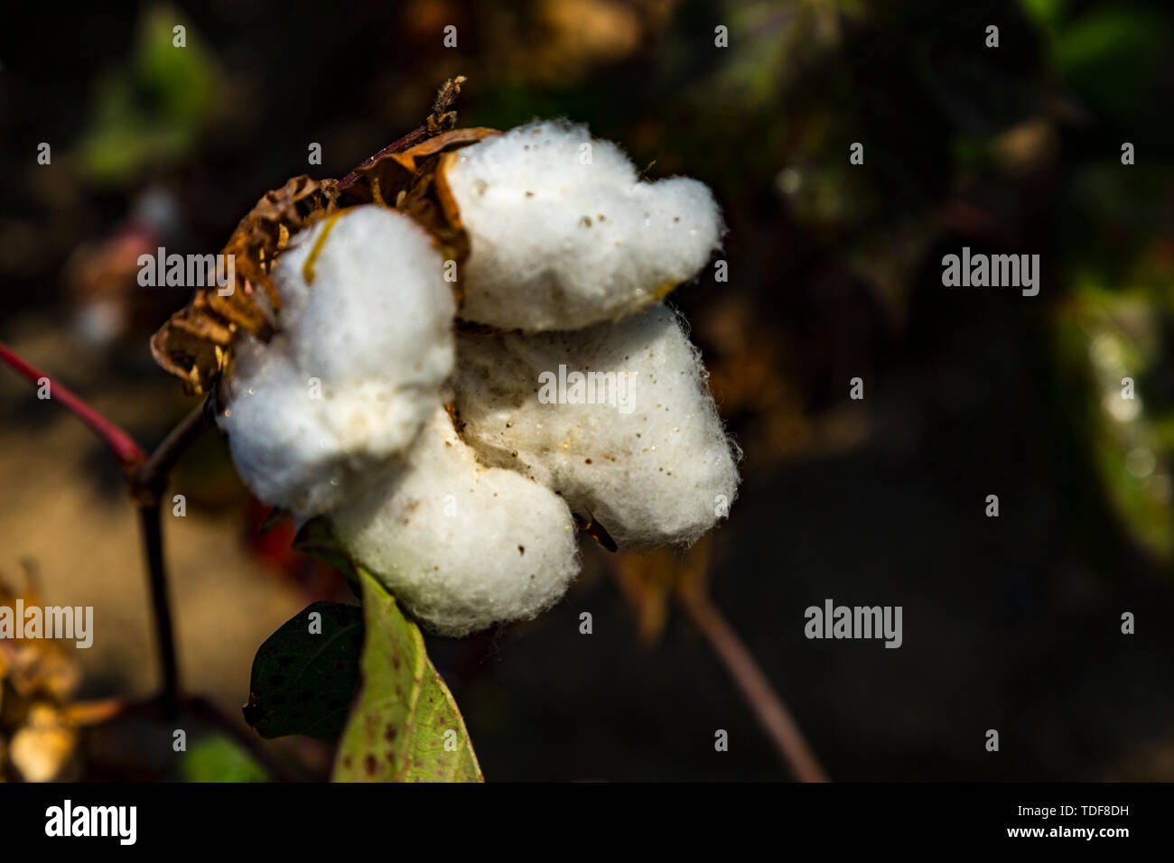 cotton Stock Photo Alamy