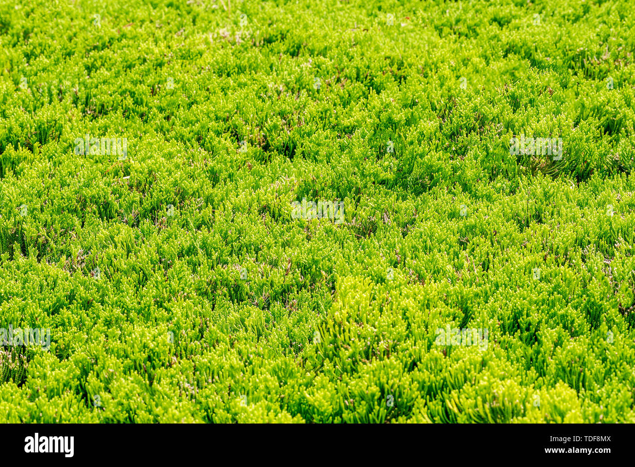 low pine green