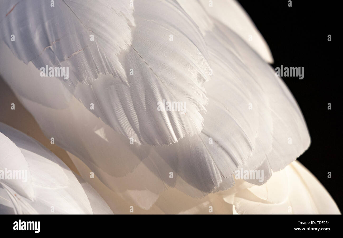 Detail of white Swan feathers Stock Photo Alamy