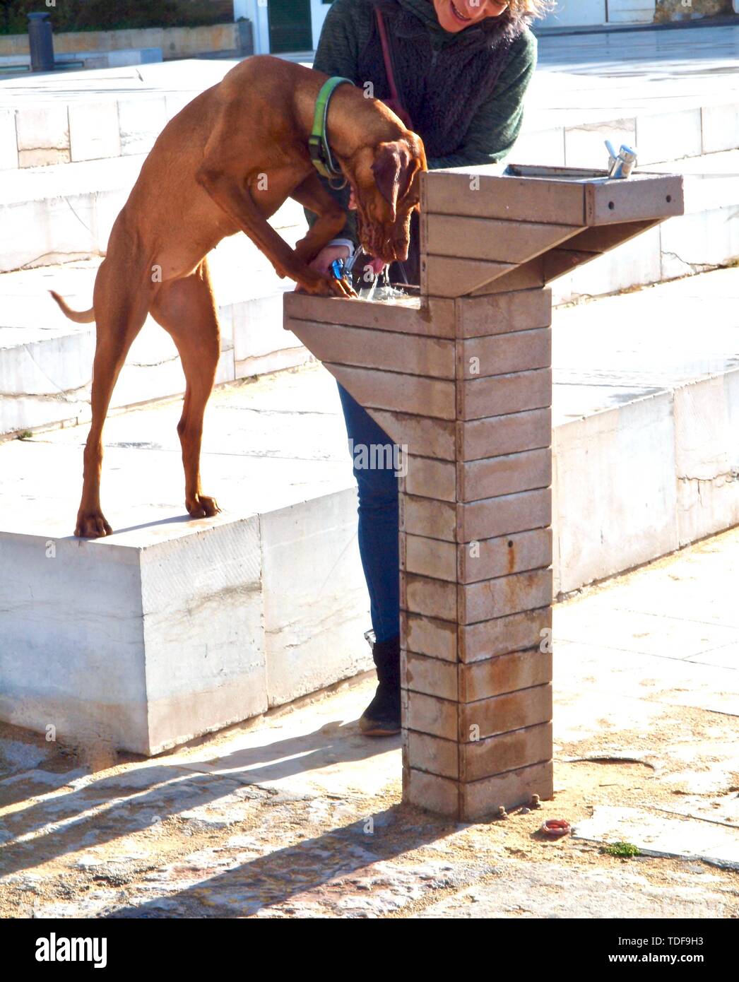 Dog drinking water from a fountain Stock Photo Alamy