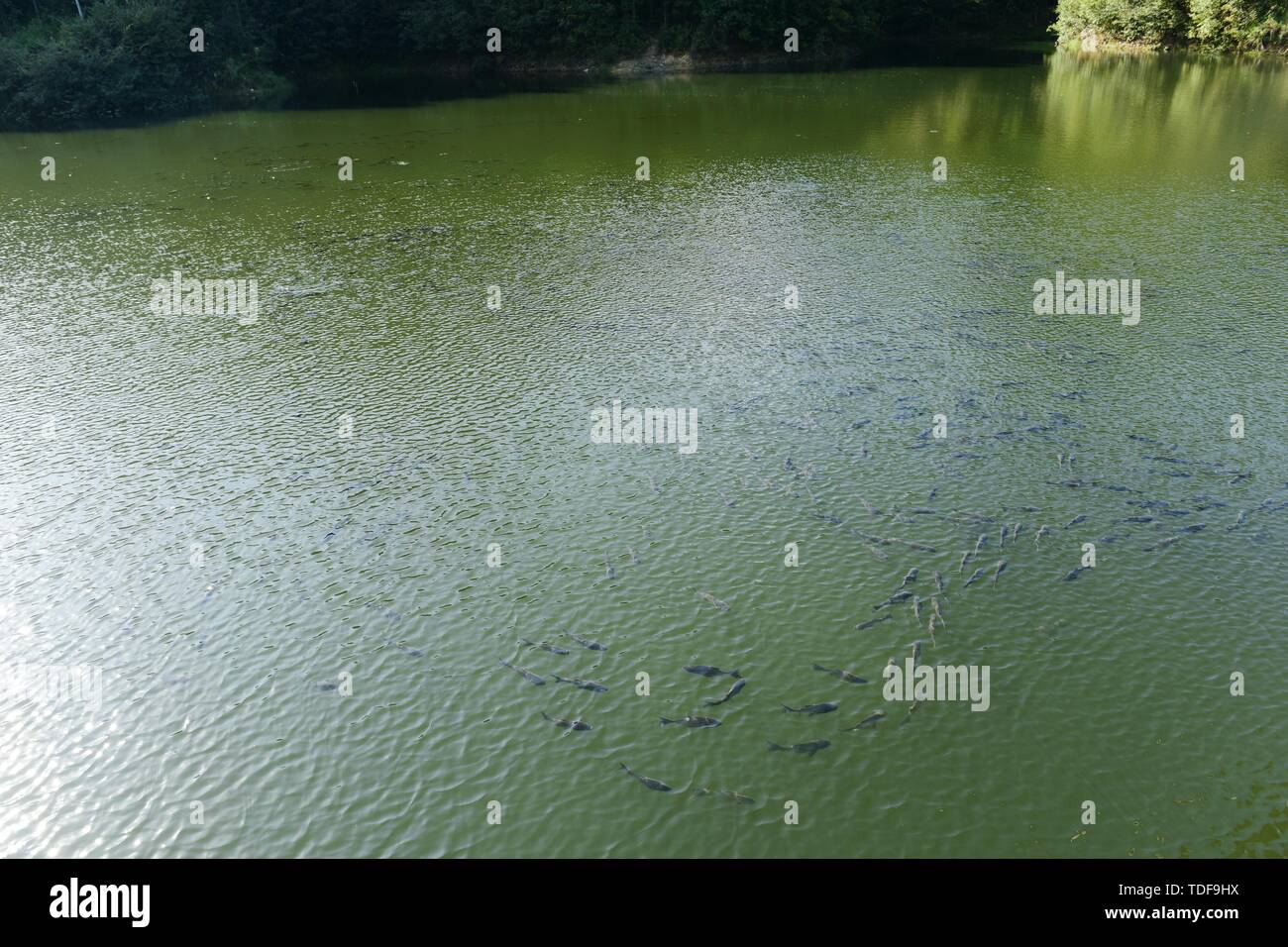 fish ponds Stock Photo