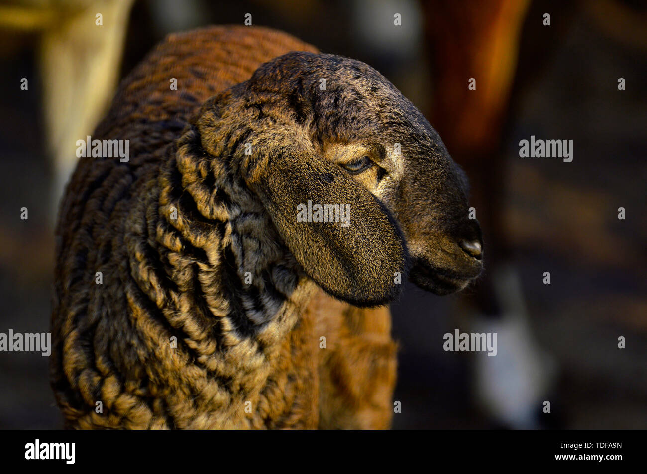 Lamb close-up near Pune, Maharashtra, India Stock Photo - Alamy