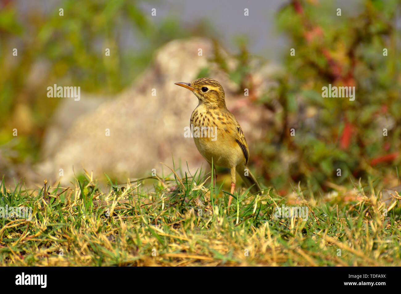 Paddyfield pipit or Oriental pipit, Anthus rufulus, standing on grass ground, Pune, Maharashtra, India. Stock Photo