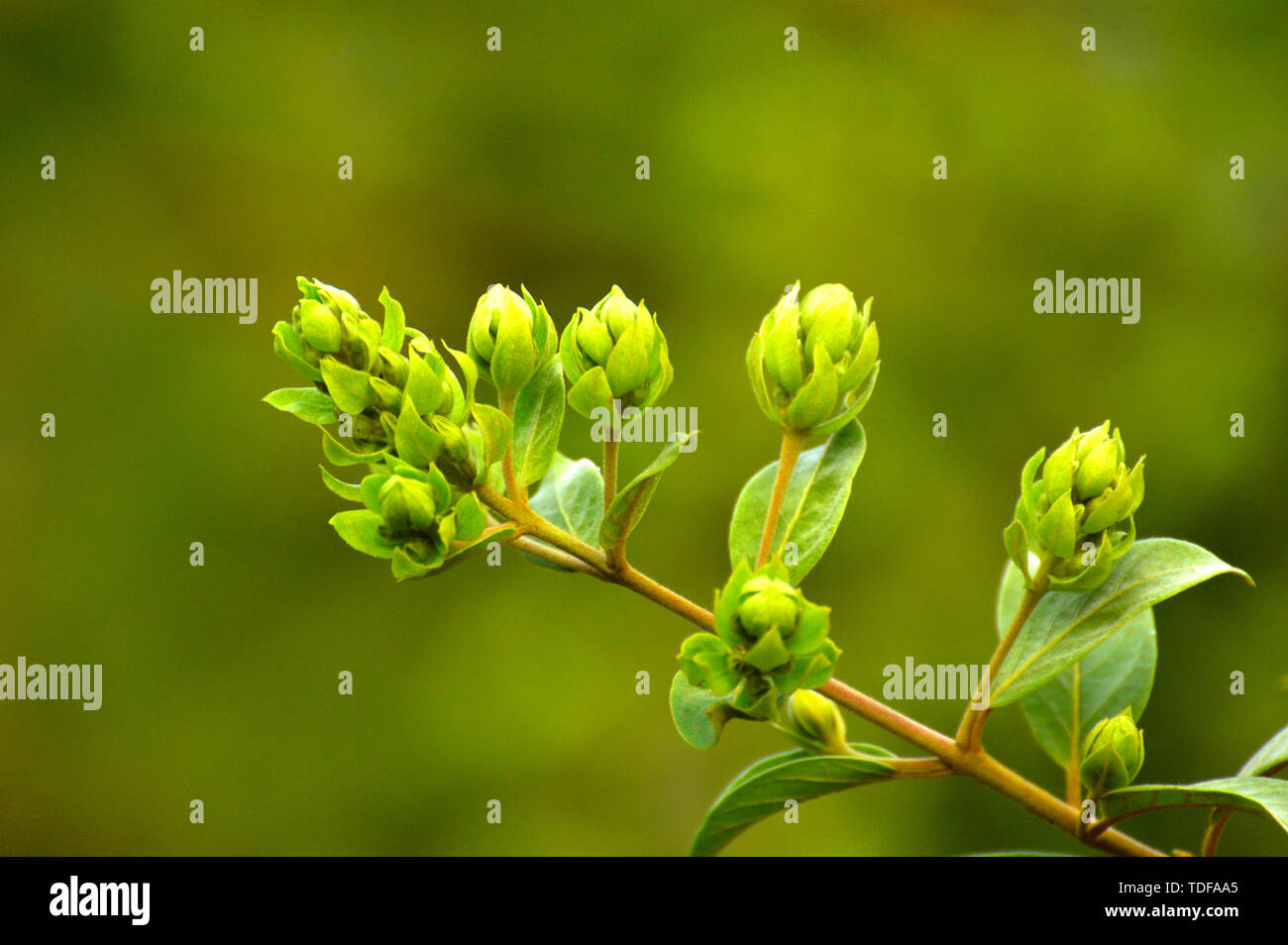 Close up of the green flower buds in early spring near Pune, Maharashtra, India. Stock Photo