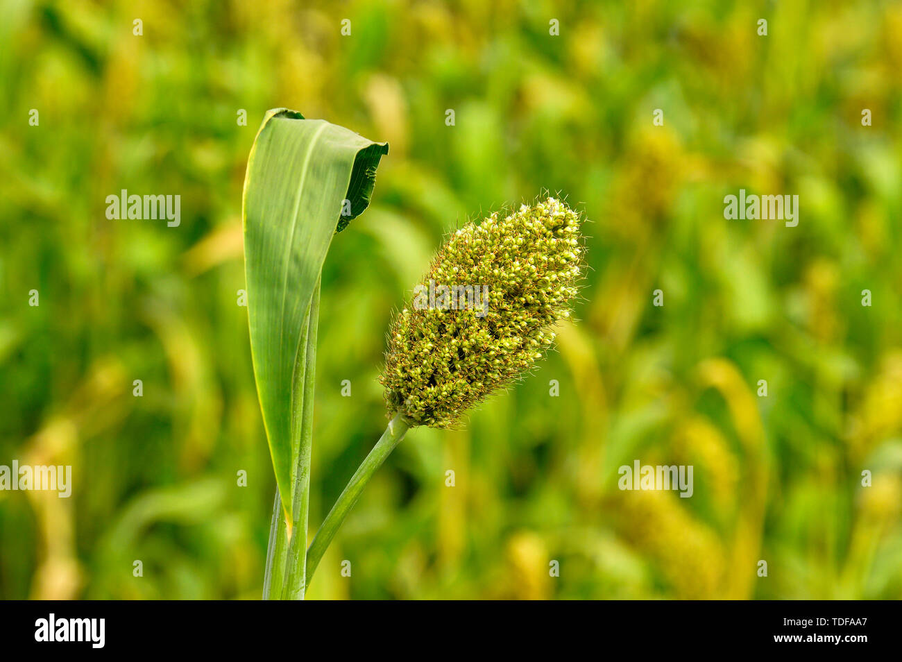 Millet field close up hi-res stock photography and images - Alamy