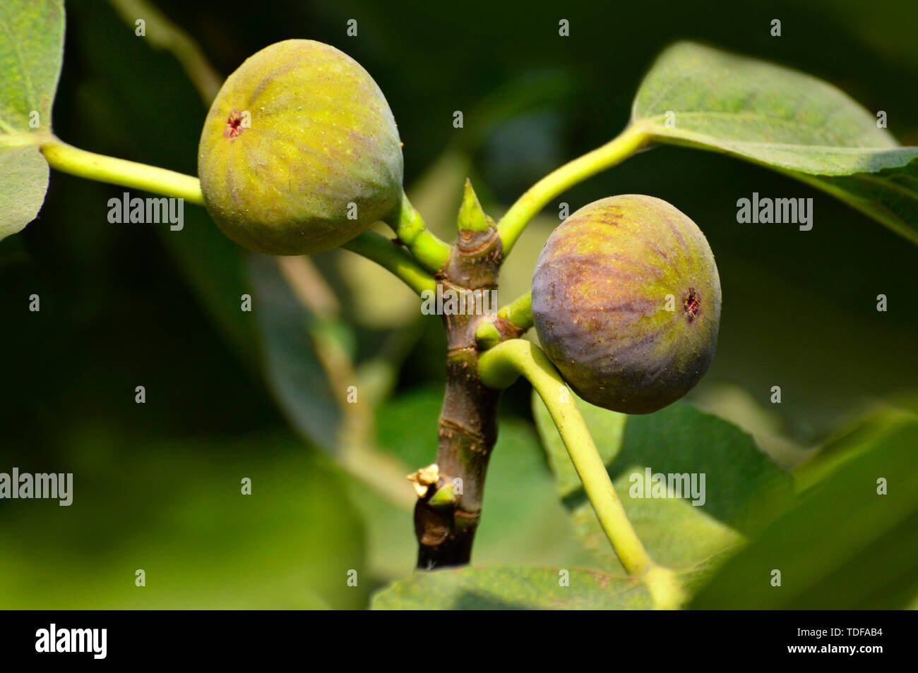 When Is Fig Ready To Pick , Fig Ripening Chart – DYULRD