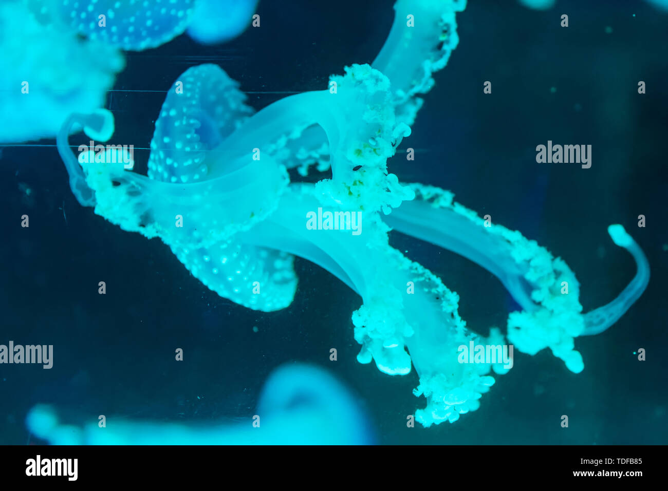 Shanghai Haichang Ocean Park jellyfish Stock Photo Alamy