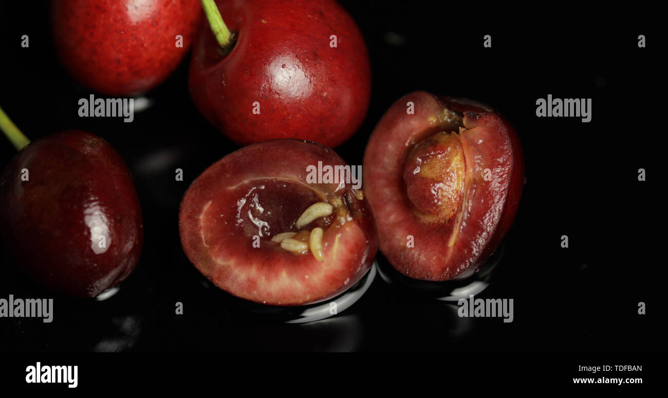 Fruit worms in rotten cherry, black background. Larva of cherry flies
