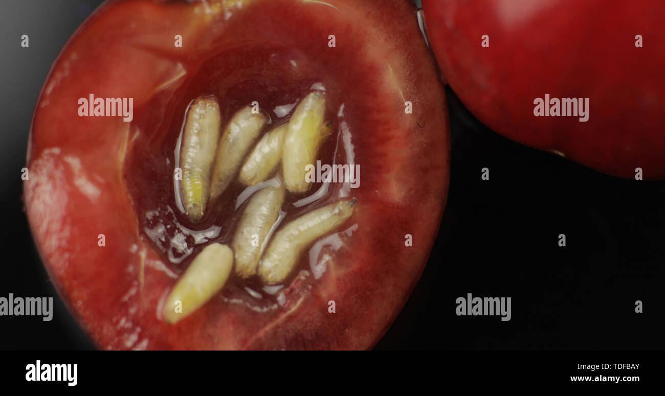 Fruit fly larva hires stock photography and images Alamy