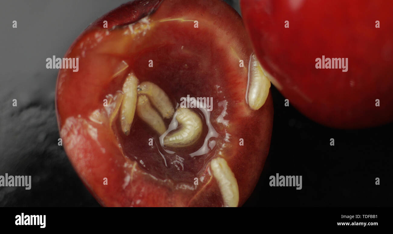 Fruit fly larva hires stock photography and images Alamy