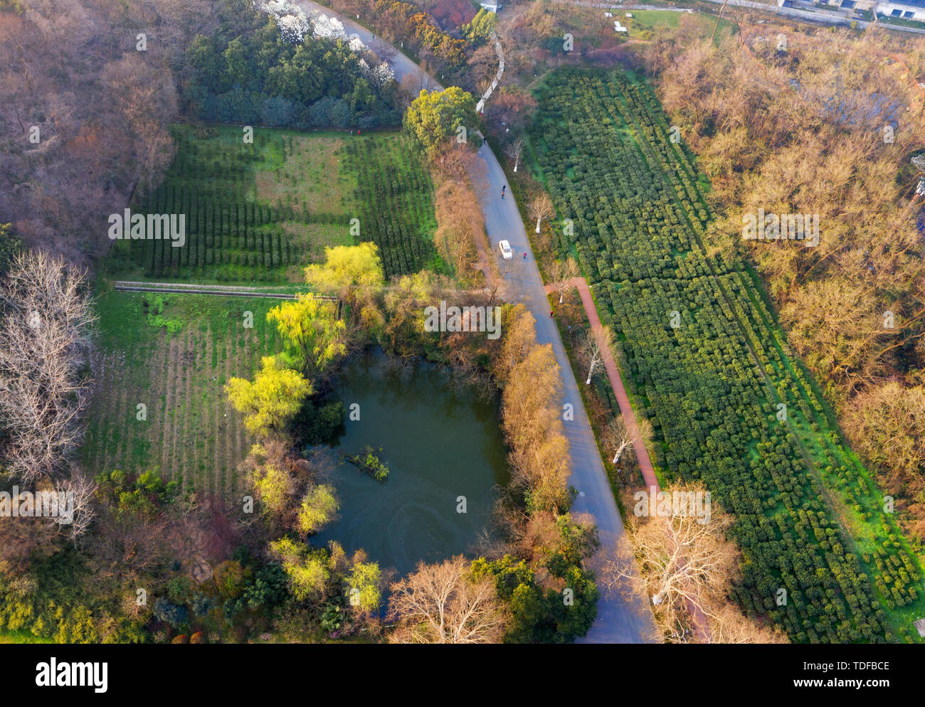 Nanjing Yuhuatai martyrs cemetery tea garden scenery. Stock Photo