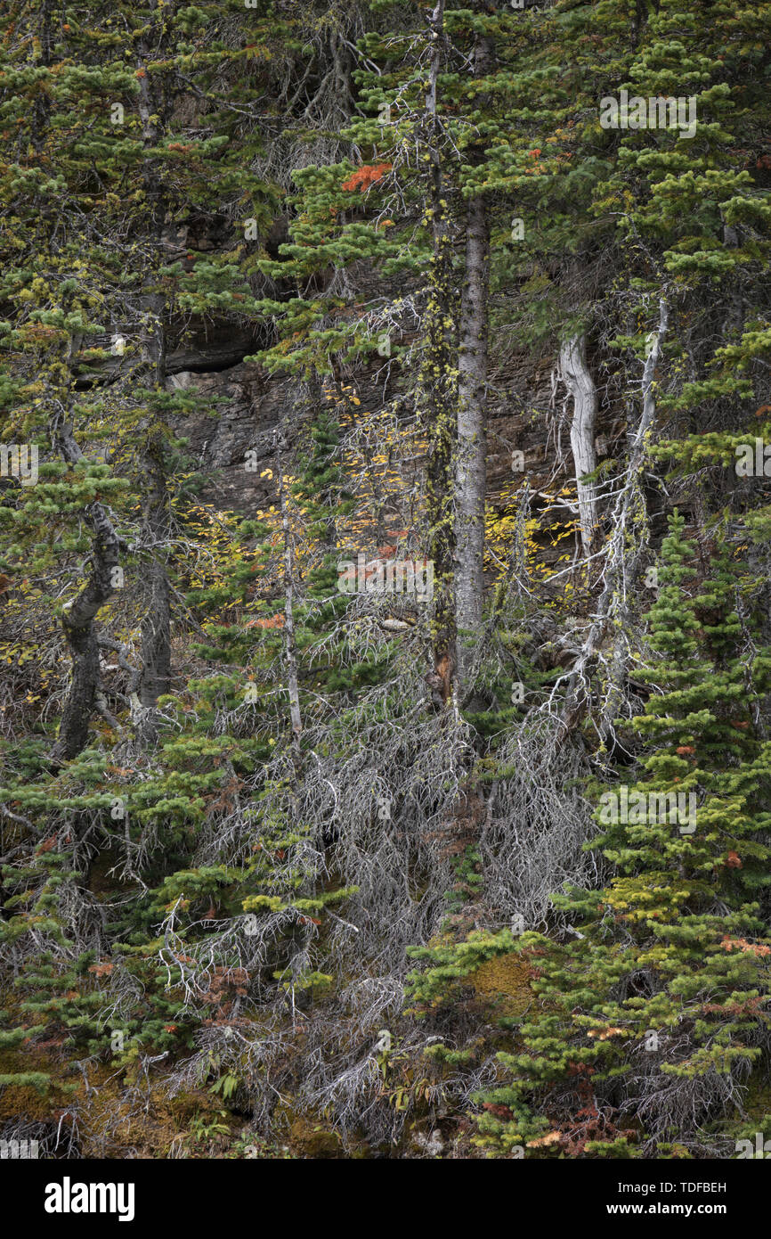 Mountain Forest, East Kootenays, Rocky Mountains, British Columbia, Canada Stock Photo