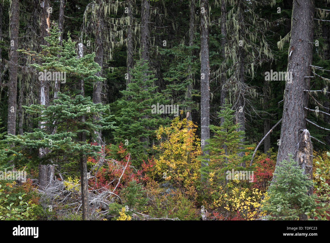 Autumn Forest Scene, Mount Revelstoke Nationalpark, British Columbia, Canada Stock Photo