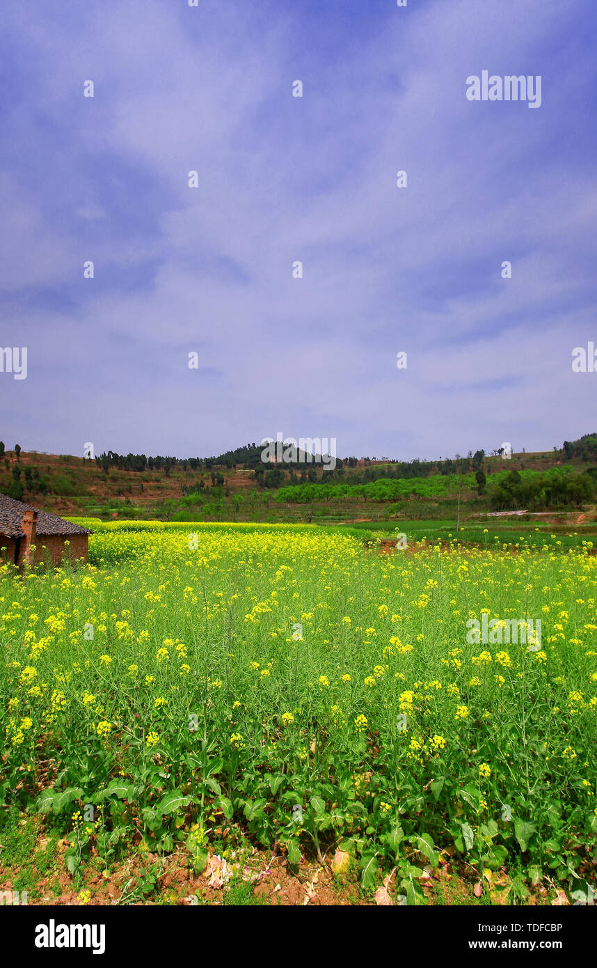 Rapeseed oil field china hi-res stock photography and images - Alamy