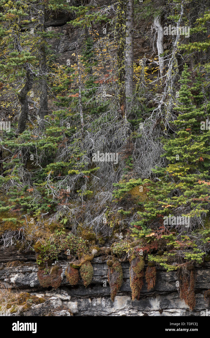 Mountain Forest, East Kootenays, Rocky Mountains, British Columbia, Canada Stock Photo
