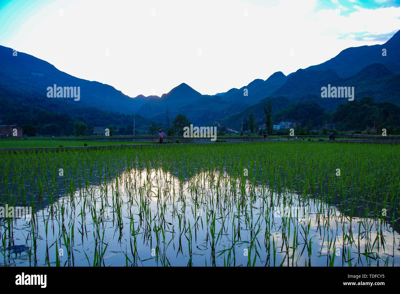 Filmed in Hale Village, Shizong County, Yunnan Province, the scenery of the Hale paddy field and the hard-working children of the Zhuang family are busy planting seedlings. Stock Photo