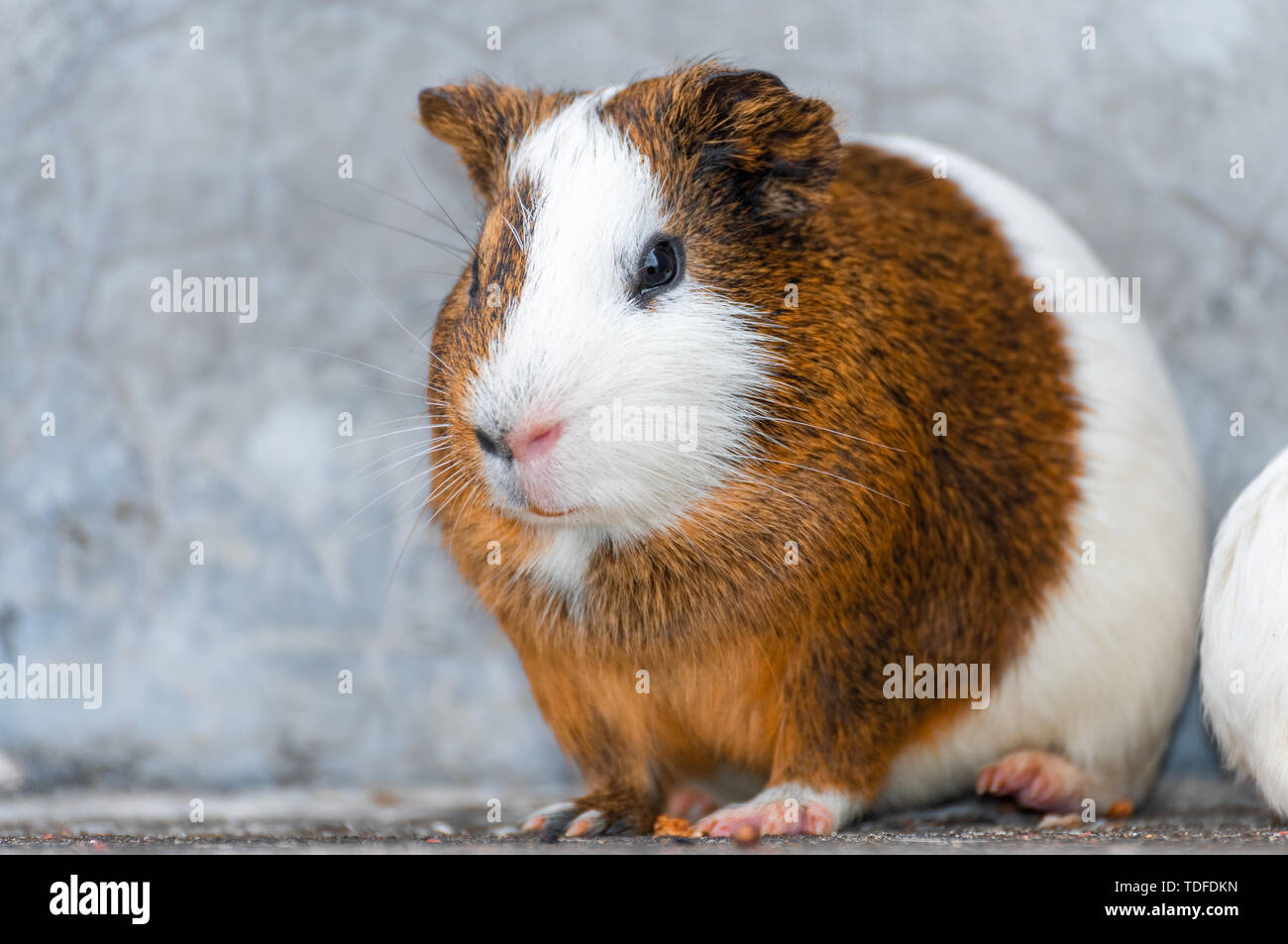 cute fat guinea pigs