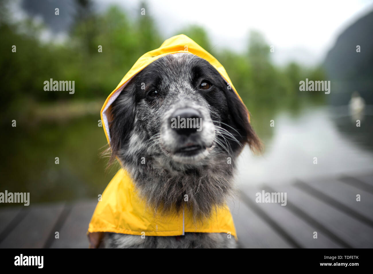Mixed breed dog in the rain. Dog wearing a rain coat Stock Photo - Alamy