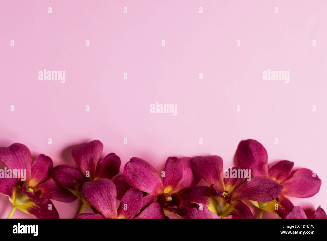 Branch of beautiful bordo orchid flowers on pink background. Floral  pattern. Place for text Stock Photo - Alamy