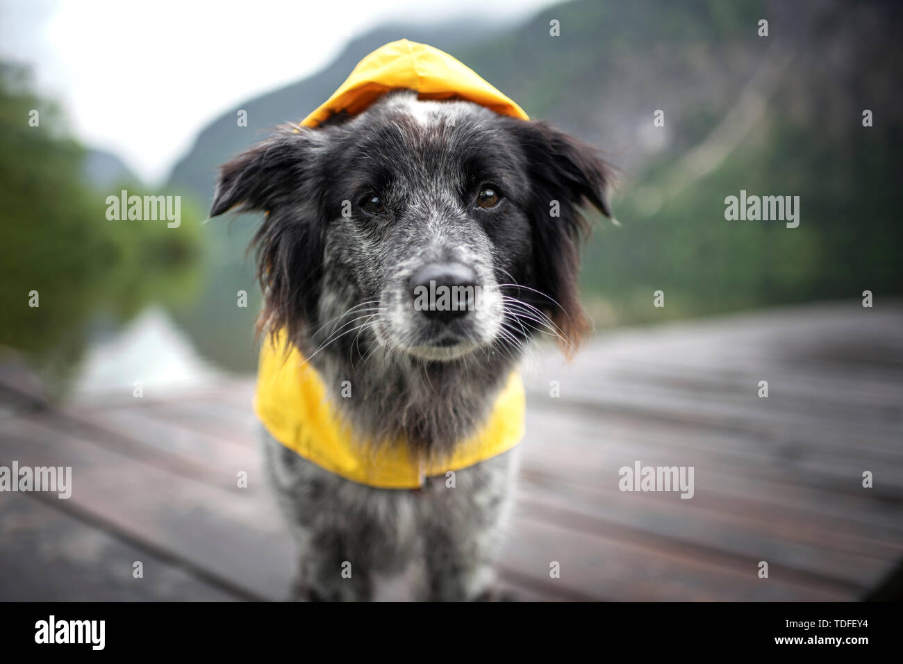 Mixed breed dog in the rain. Dog wearing a rain coat Stock Photo - Alamy