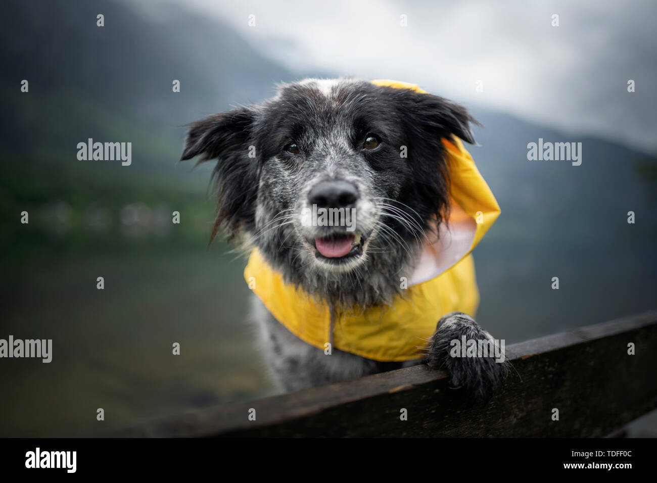 Mixed breed dog in the rain. Dog wearing a rain coat Stock Photo - Alamy