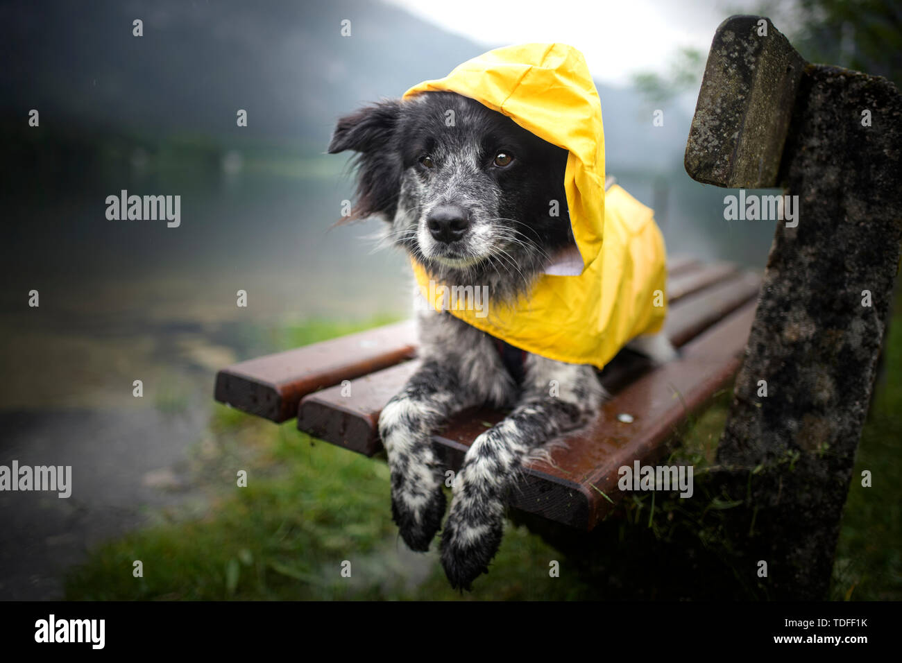 Mixed breed dog in the rain. Dog wearing a rain coat Stock Photo - Alamy