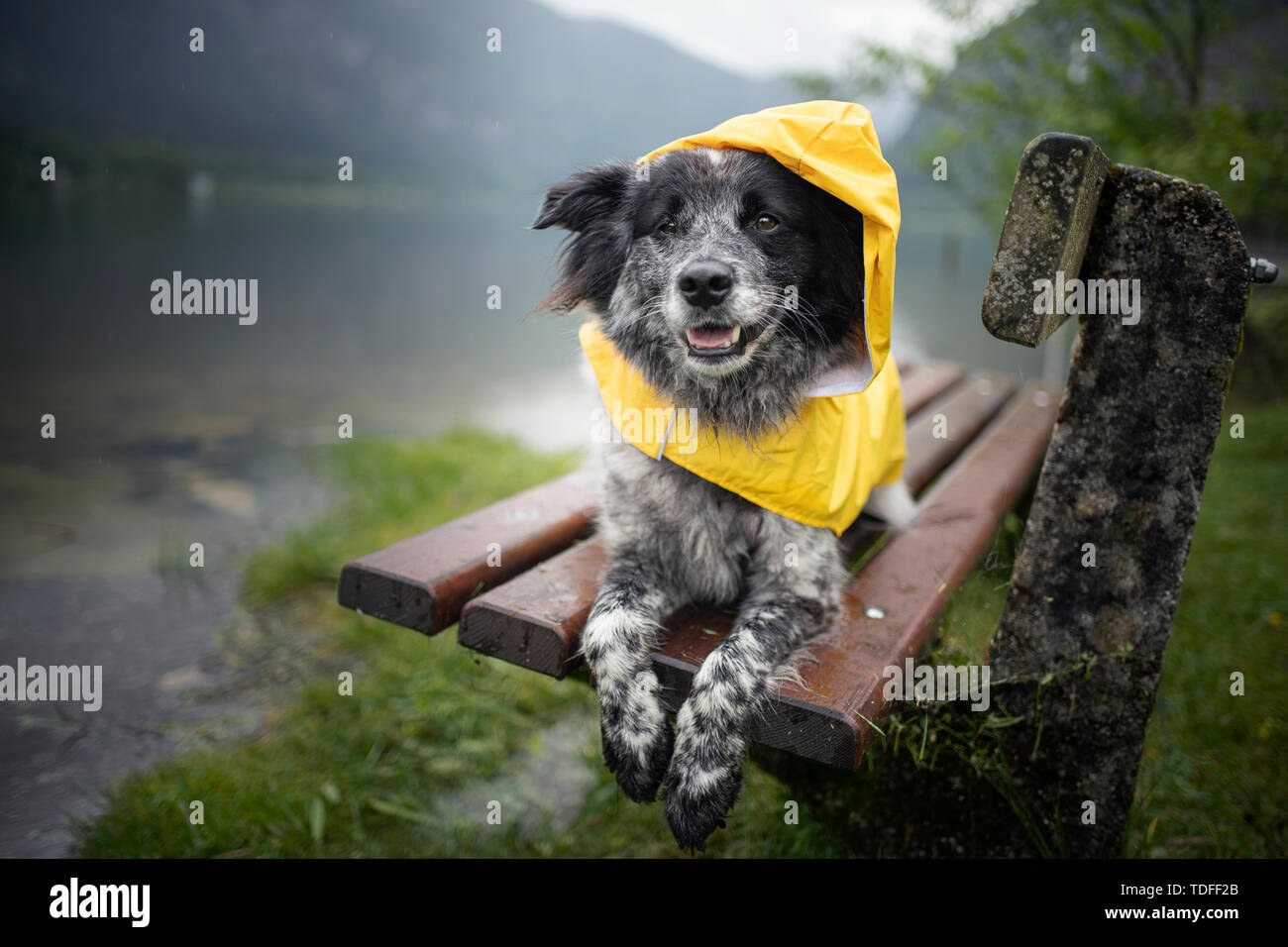 Mixed breed dog in the rain. Dog wearing a rain coat Stock Photo - Alamy