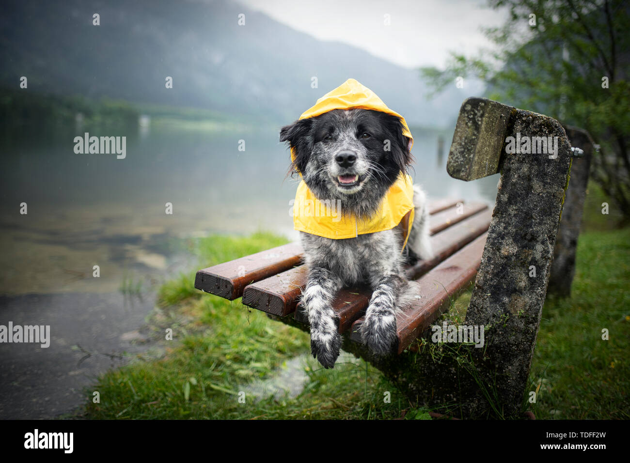 Mixed breed dog in the rain. Dog wearing a rain coat Stock Photo - Alamy