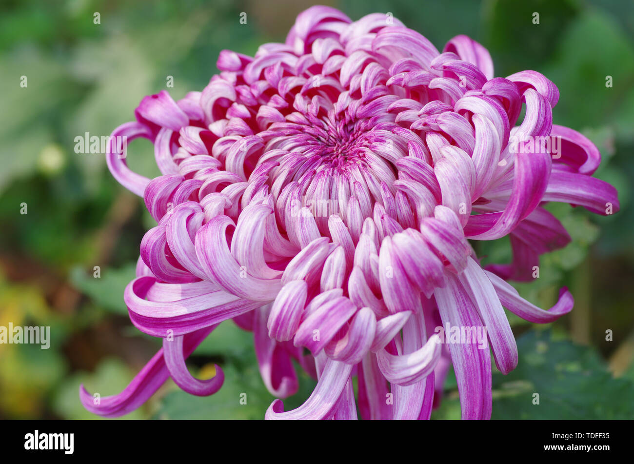 Planting chrysanthemum water hi-res stock photography and images - Alamy