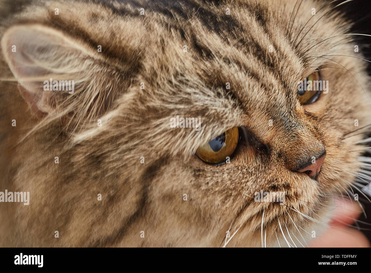 Cute Siberian senli cat Stock Photo