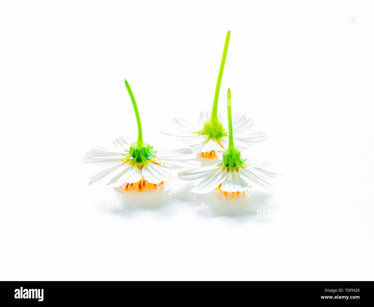 Flowers of a handstand fungus against a white background Stock Photo