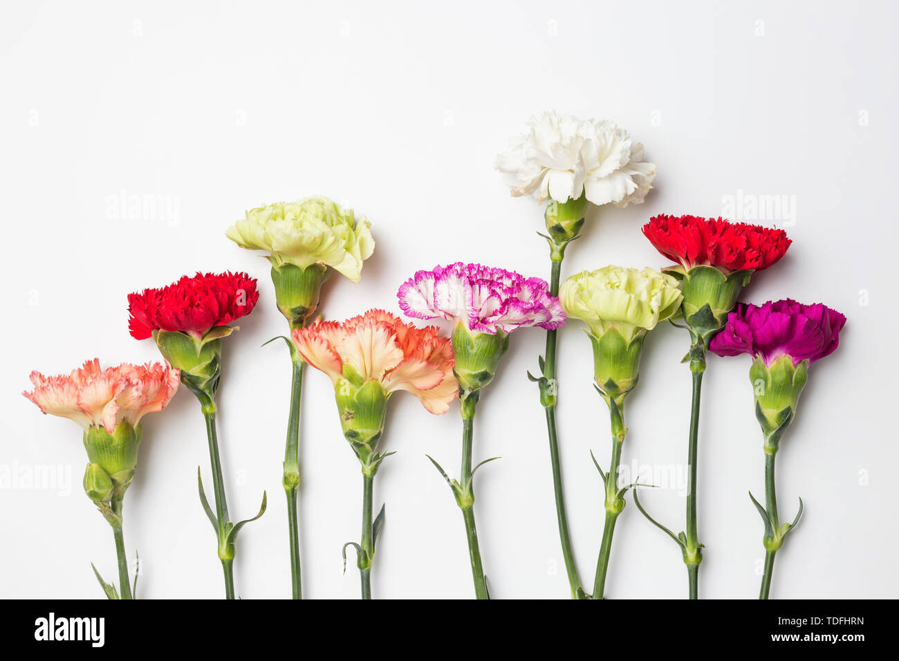 A beautiful carnation in full bloom Stock Photo Alamy