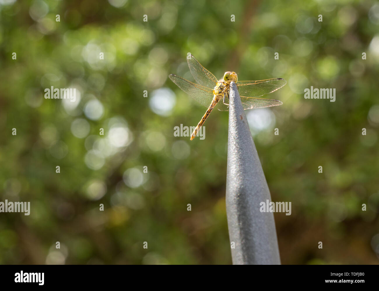 Dragon fly in macro on top of steel spike of fencing Stock Photo