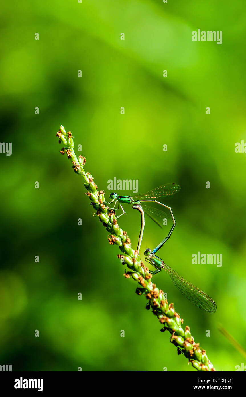 Soyabean leaves hi-res stock photography and images - Alamy