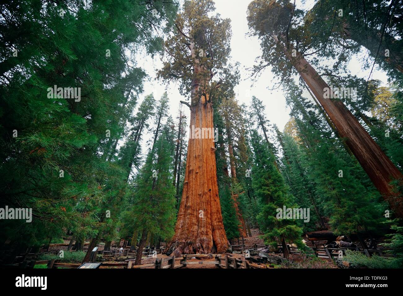 General Sherman Tree in Sequoia National Park. Stock Photo